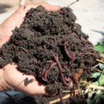Is Vermicompost a Complete Fertilizer?