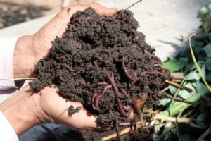 Is Vermicompost a Complete Fertilizer?